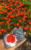 FloraLock™ Micro Press — Preserve Fragile Flowers Easily