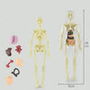 AnaVista™ – Discover the secrets of the human body with practical, astonishing clarity