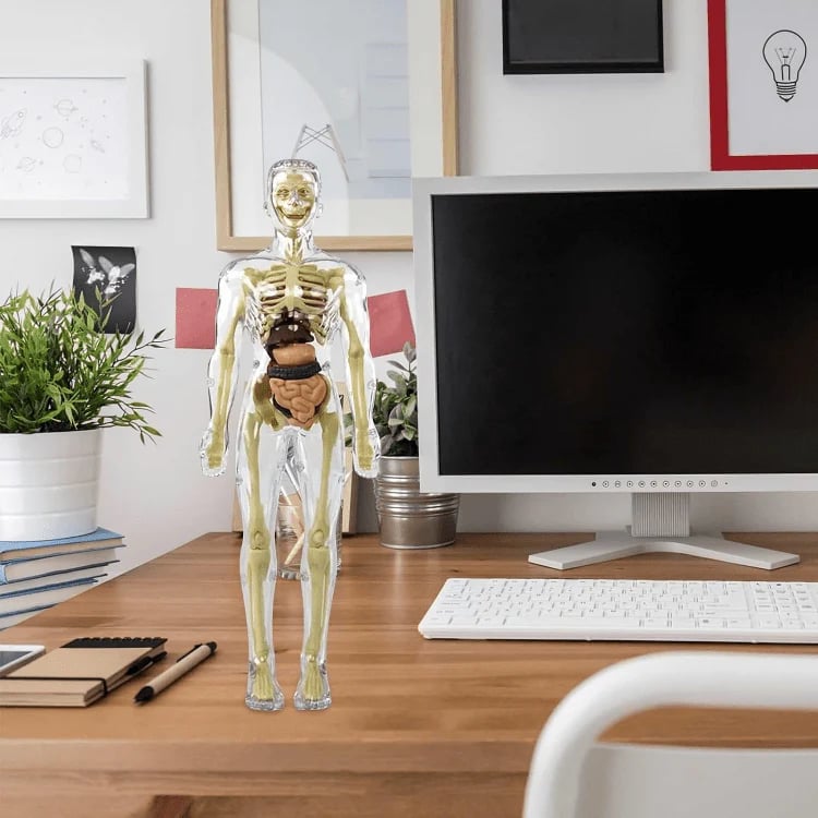 AnaVista™ – Discover the secrets of the human body with practical, astonishing clarity