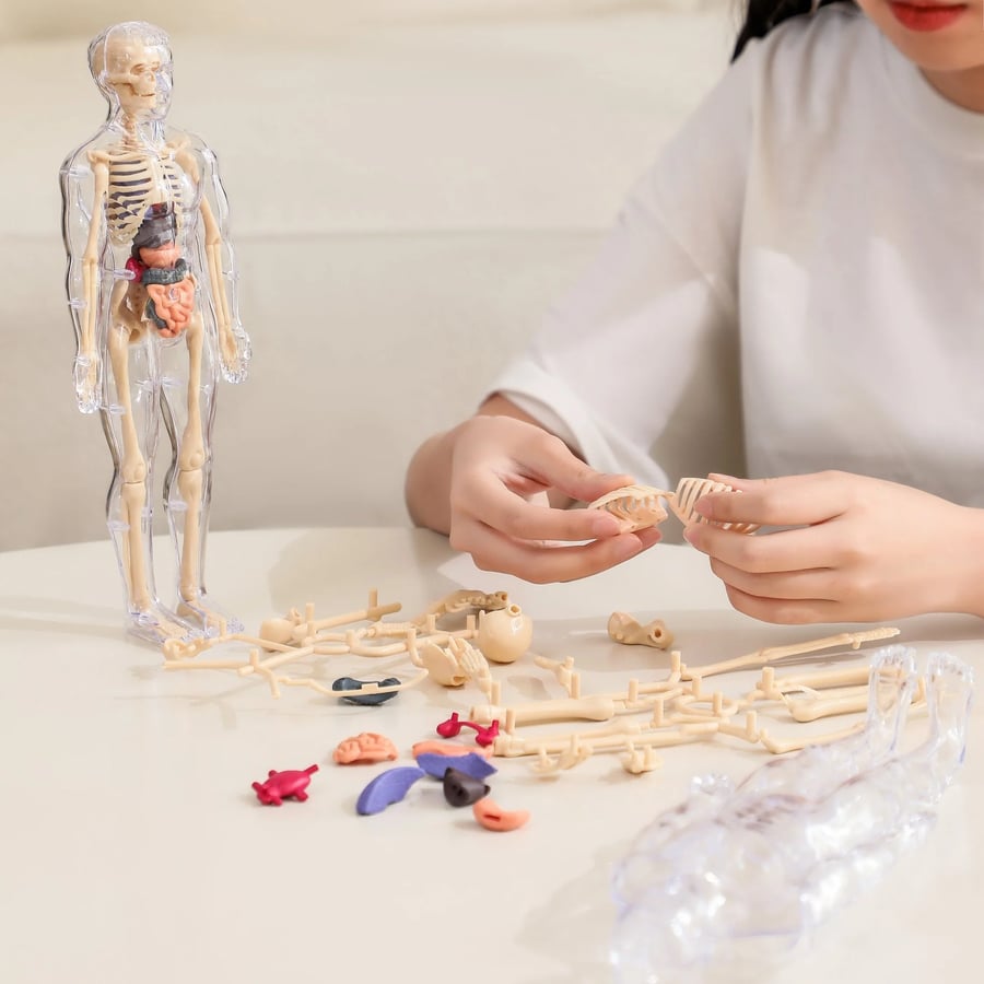 AnaVista™ – Discover the secrets of the human body with practical, astonishing clarity
