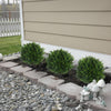 EverVerde™ Artificial Cedar Topiary Tree – Effortless lush greenery that stays vibrant all year round