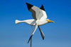 BreezeBird™ — Turn Your Garden into a Colorful Bird Catcher with Fascinating Spins