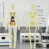 AnaVista™ – Discover the secrets of the human body with practical, astonishing clarity